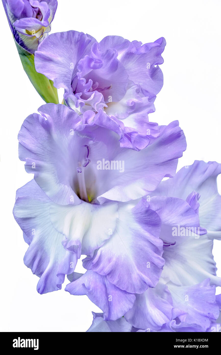Elegant and gentle white with lilac edges gladiolus flower , close up, isolated on a white background Stock Photo