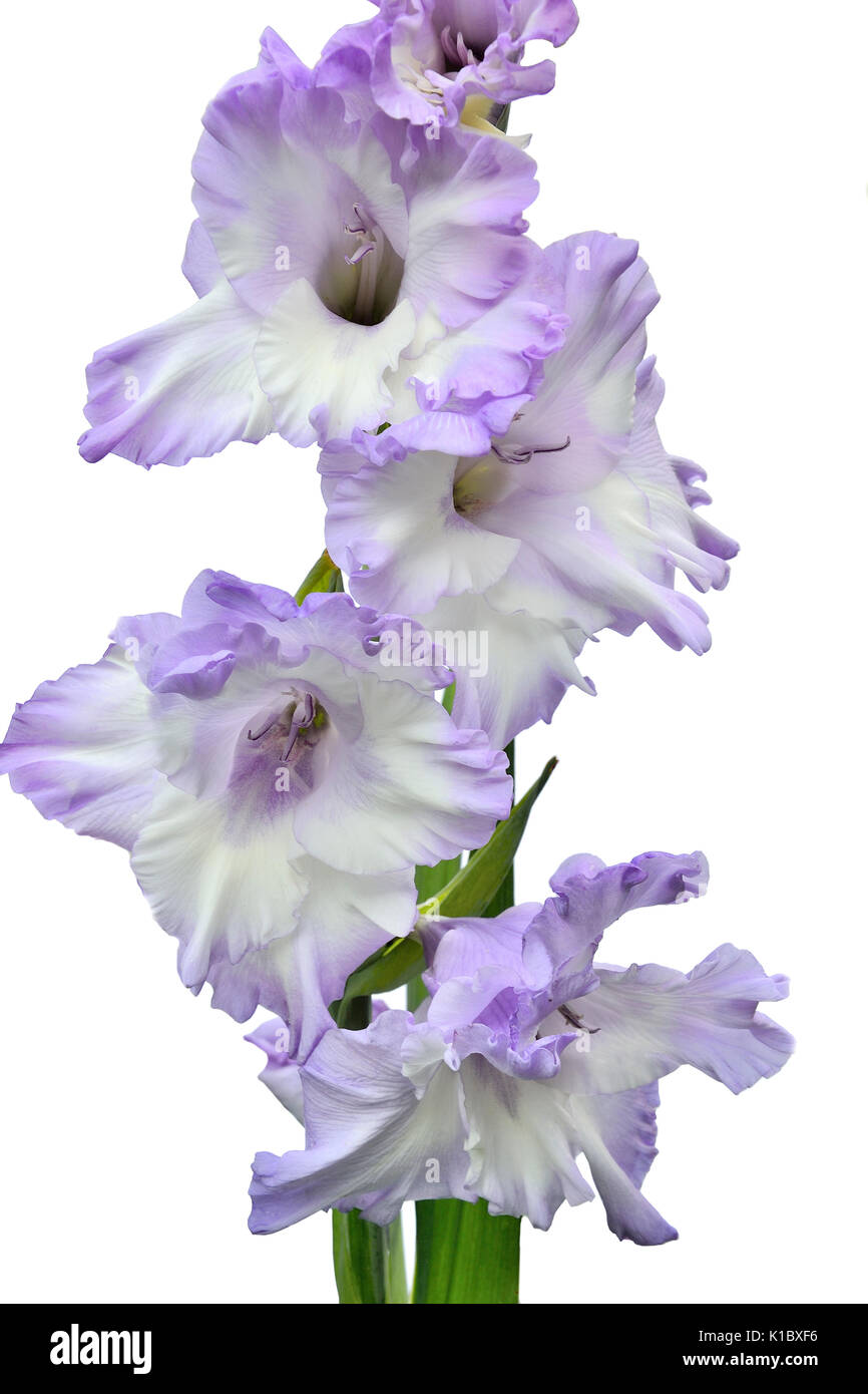 Elegant and gentle white gladiolus flower with lilac edges, close up, isolated on a white background Stock Photo