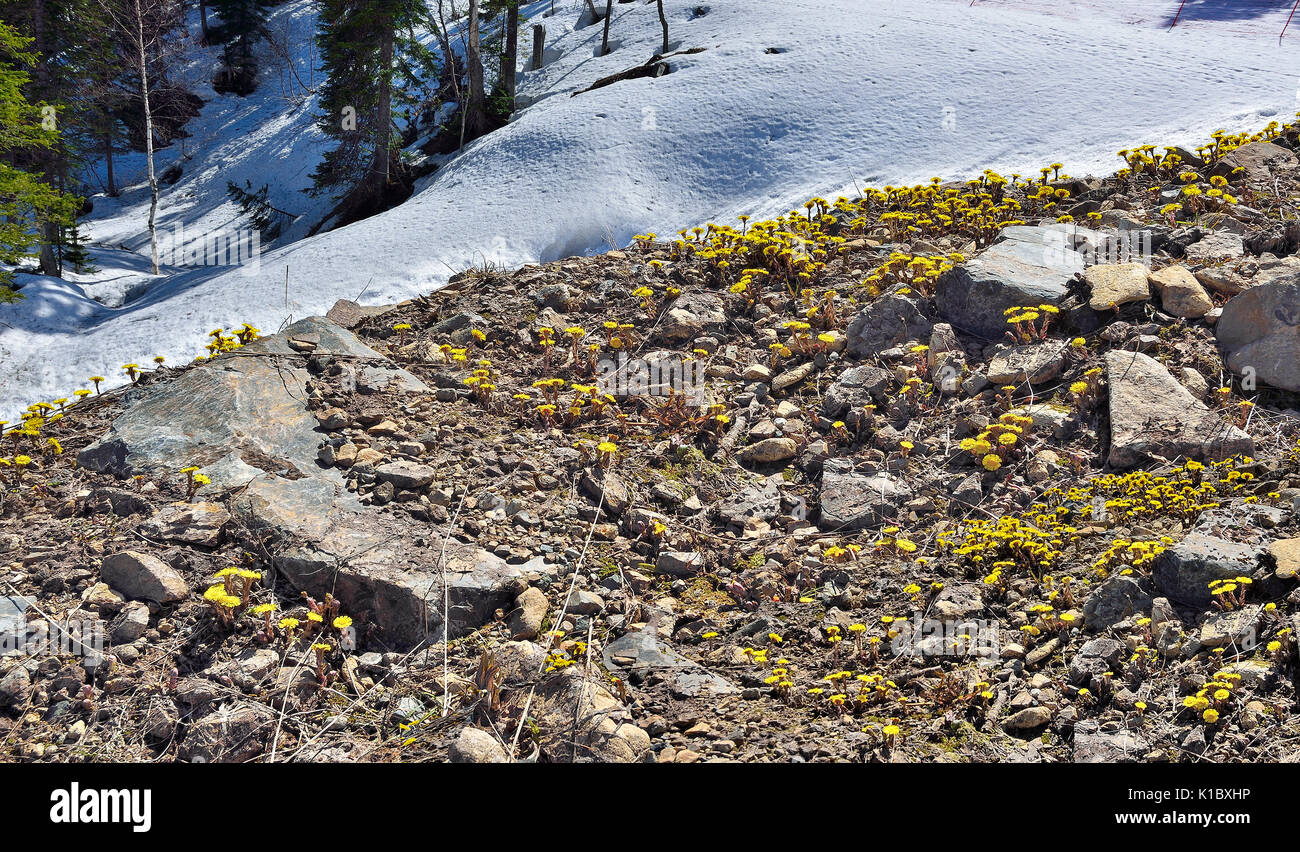 First spring coltsfoot (Tussilago farfara) among the stones on the snow thawed patches Stock Photo
