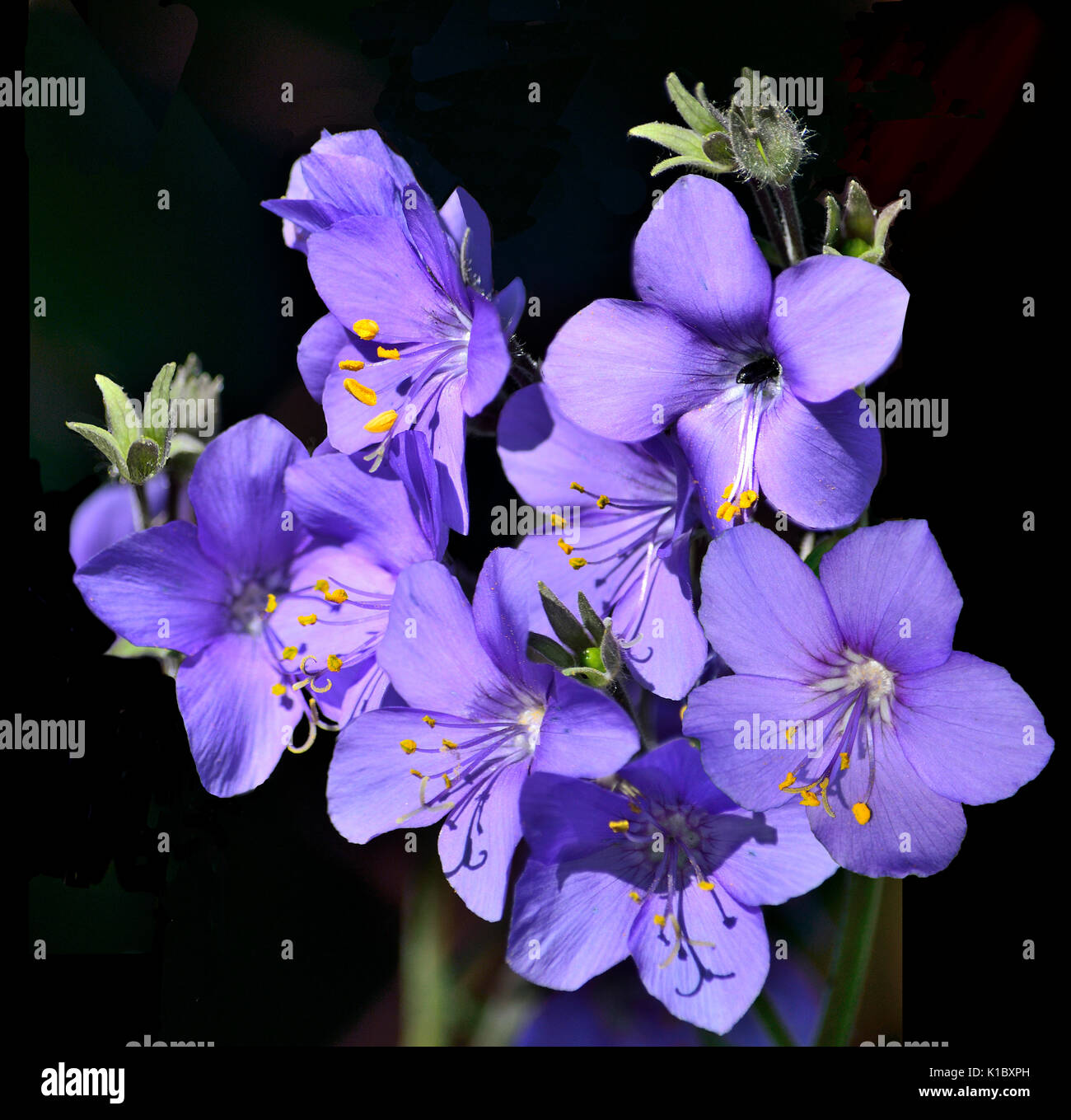 Jacob's Ladder or Greek valerian (Polemonium caeruleum) isolated on a black background. The therapeutic effect of this plant is 8-10 times stronger th Stock Photo