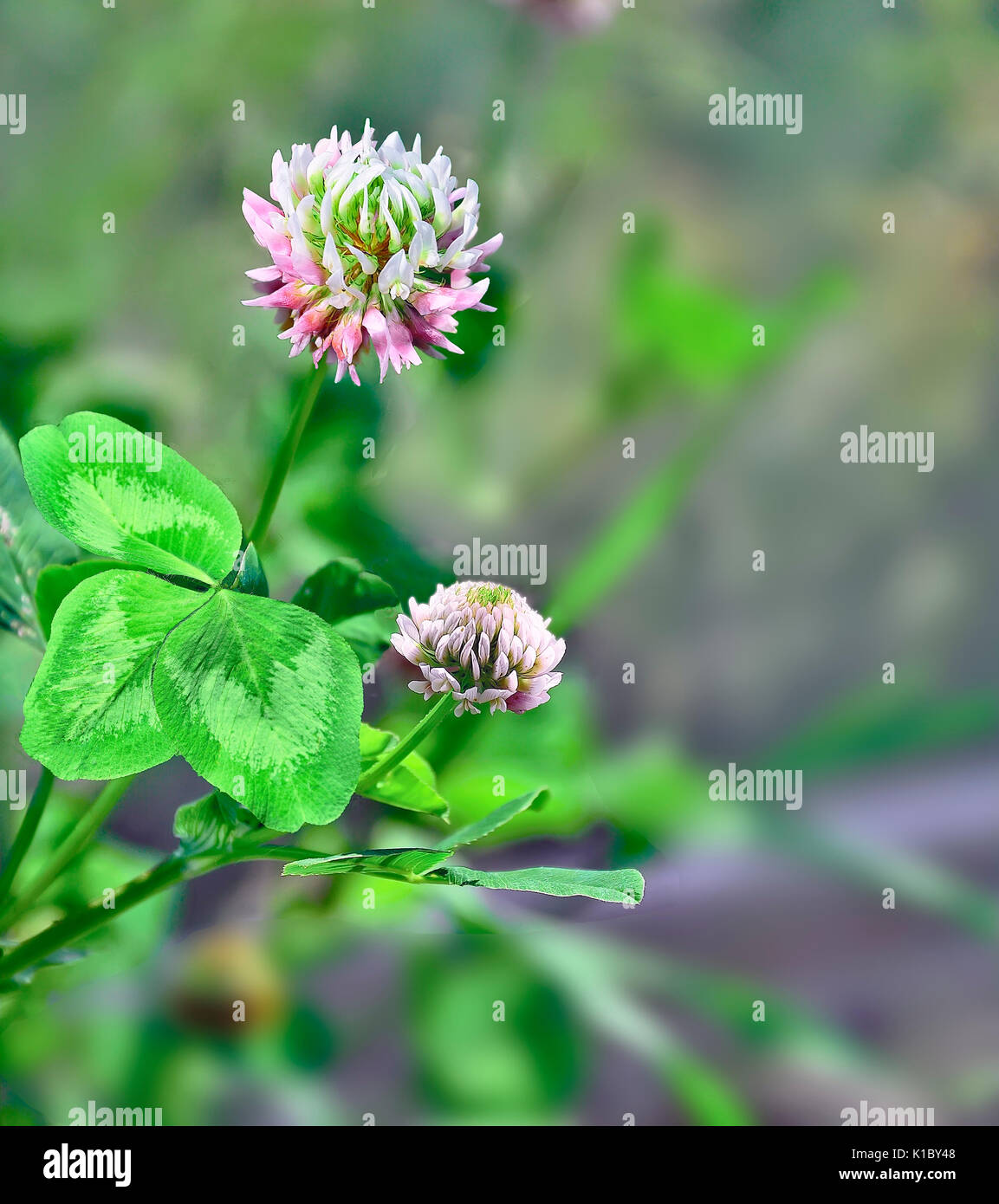 Flowers and leaves of pink clover (Trifolium). Honey and medicinal plant. Stock Photo