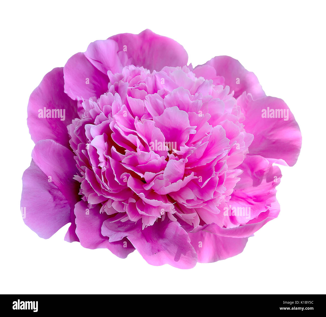 Jne pink peony flower close-up on the white background isolated Stock Photo