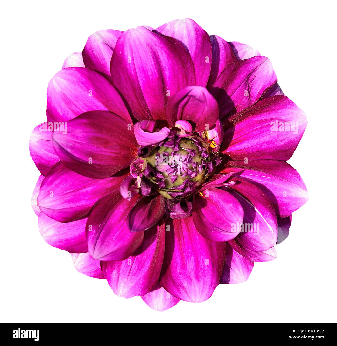 Pink dahlia flowerclose-up isolated on the white background Stock Photo ...