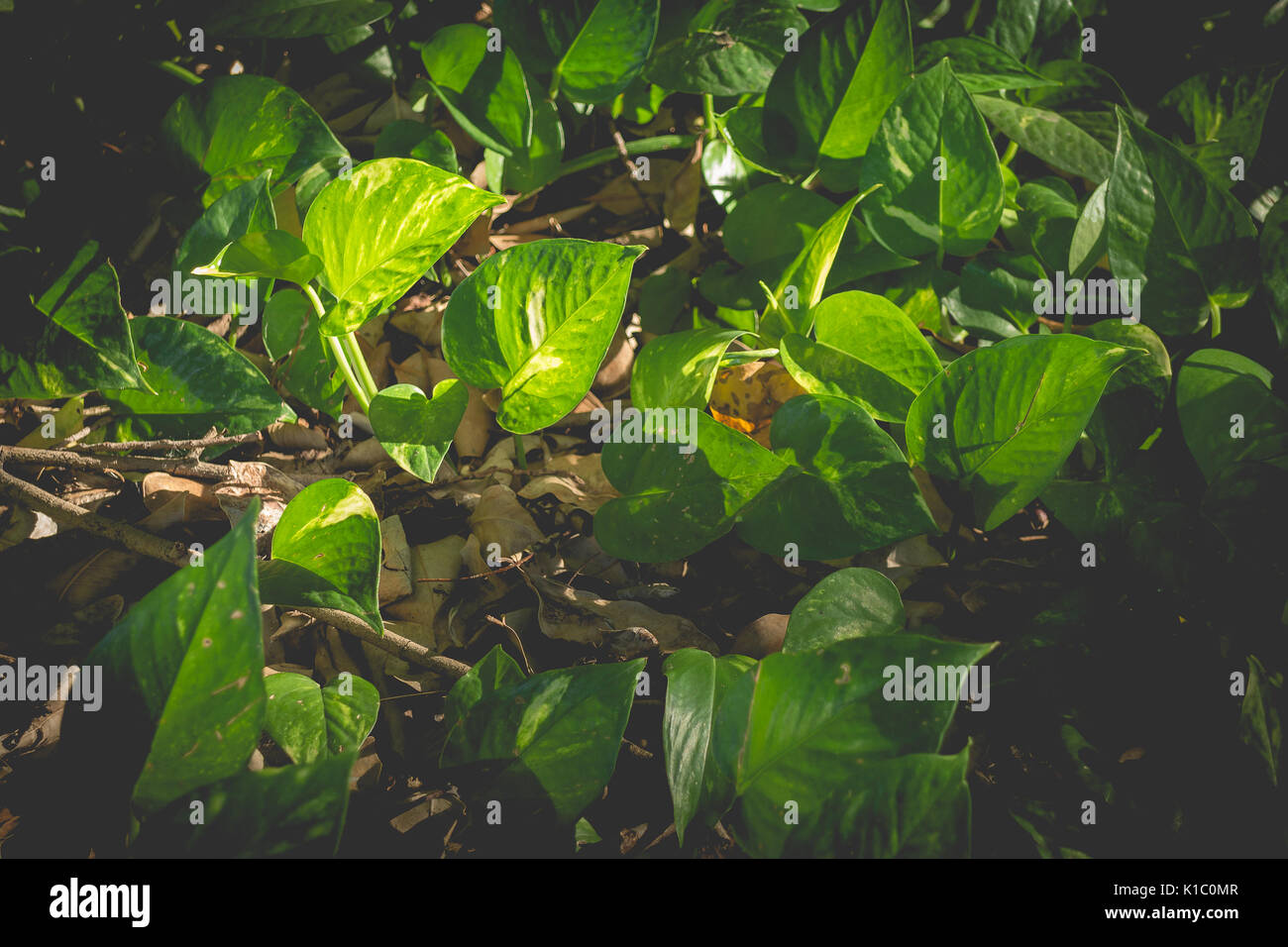 Inside the Jungle Tropical Plants (fade retro effect Stock Photo Alamy