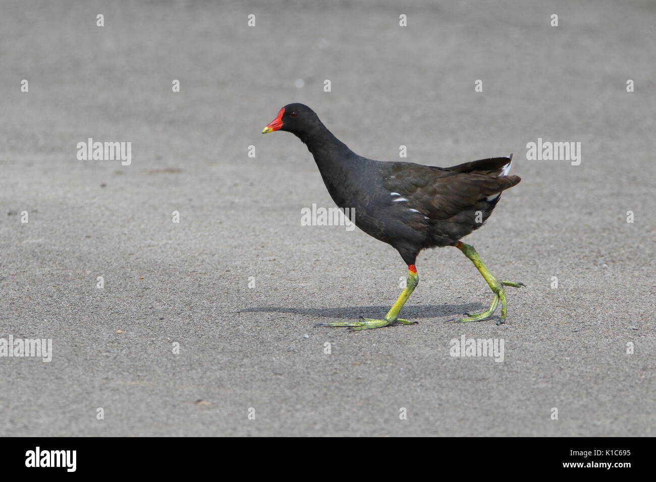 Why did the moorhen, Gallinula chloropus,  cross the road?  RSPB Saltholme Teesside; UK Stock Photo