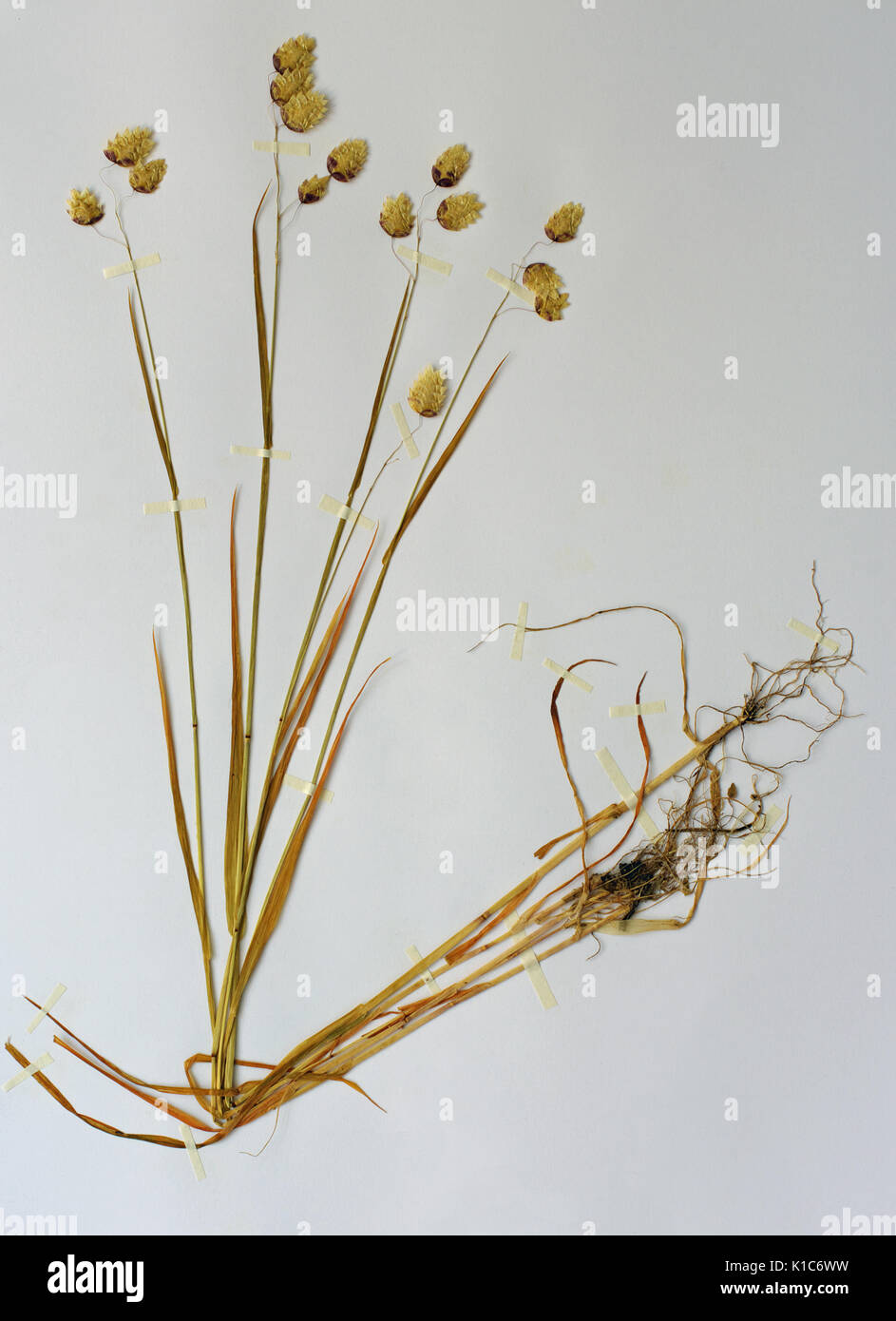 a herbarium sheet with Briza maxima, the Greater Quaking grass, family Poaceae Stock Photo