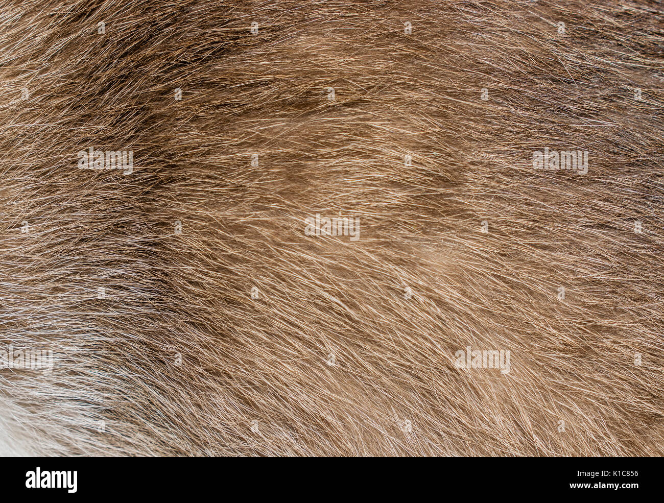 Brown, yellow and grey cat fur closeup Stock Photo