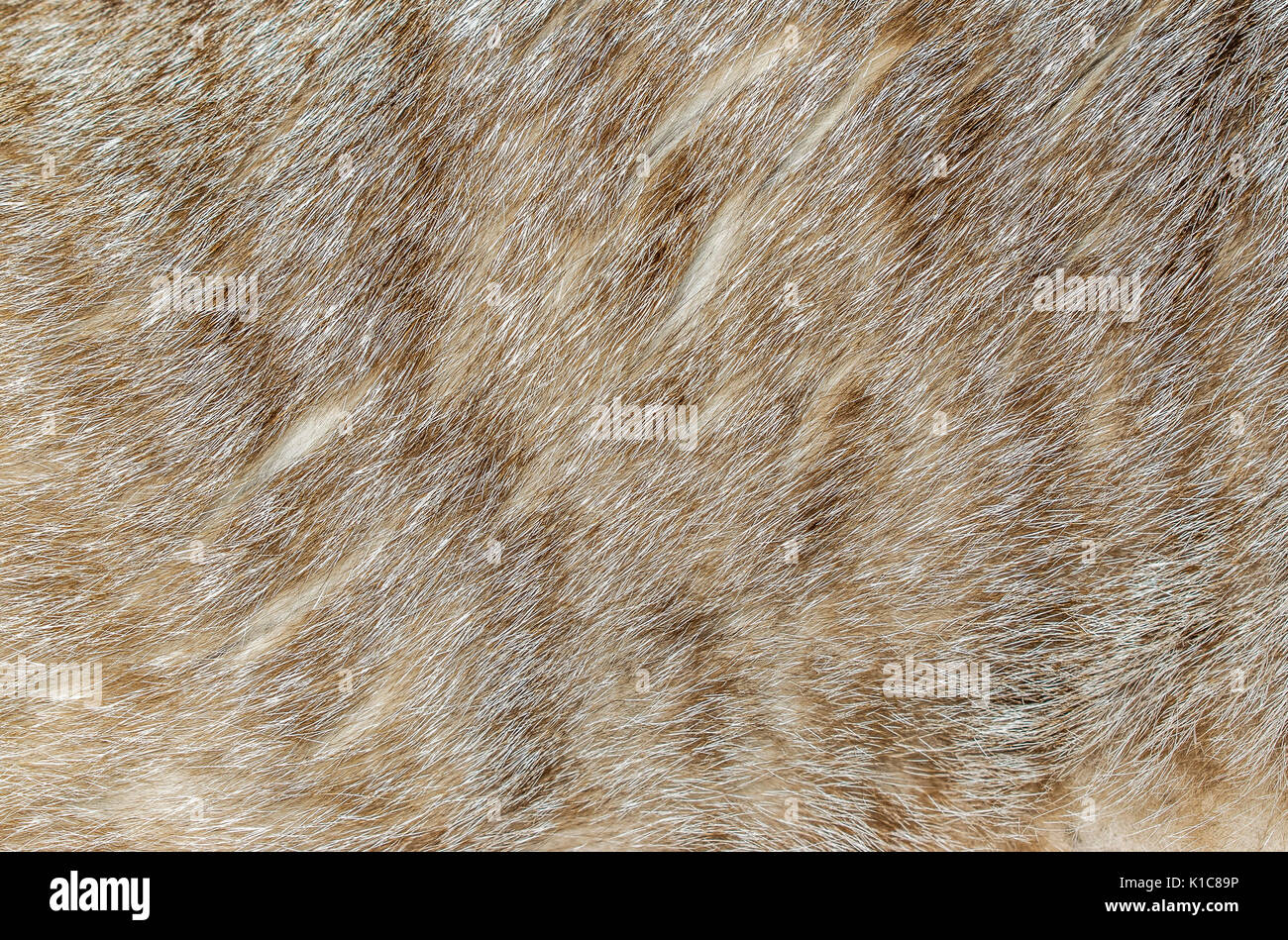 Brown, yellow and grey cat fur closeup Stock Photo