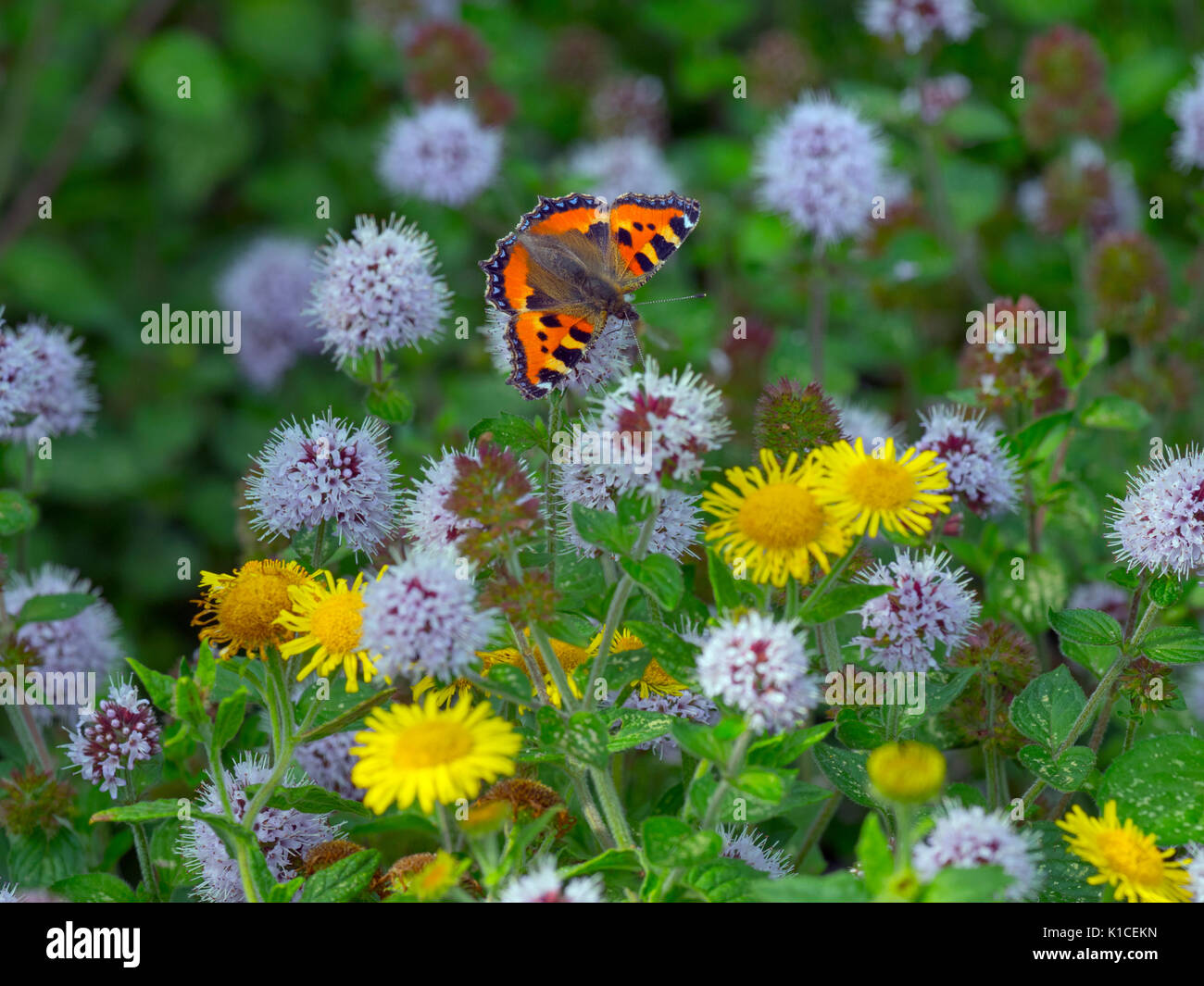 Small Tortoiseshell Butterfly Aglais urticae feeding on wild water mint and Fleabane flowers August Stock Photo