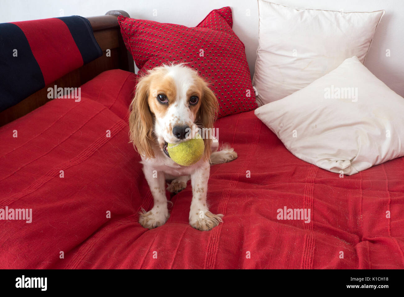 Dog called Fig on the bed holding her tennis ball Stock Photo