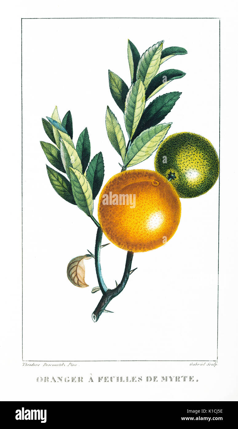 Oranger a Feuilles de Myrte engraving print Descourtilz 1833 Stock Photo