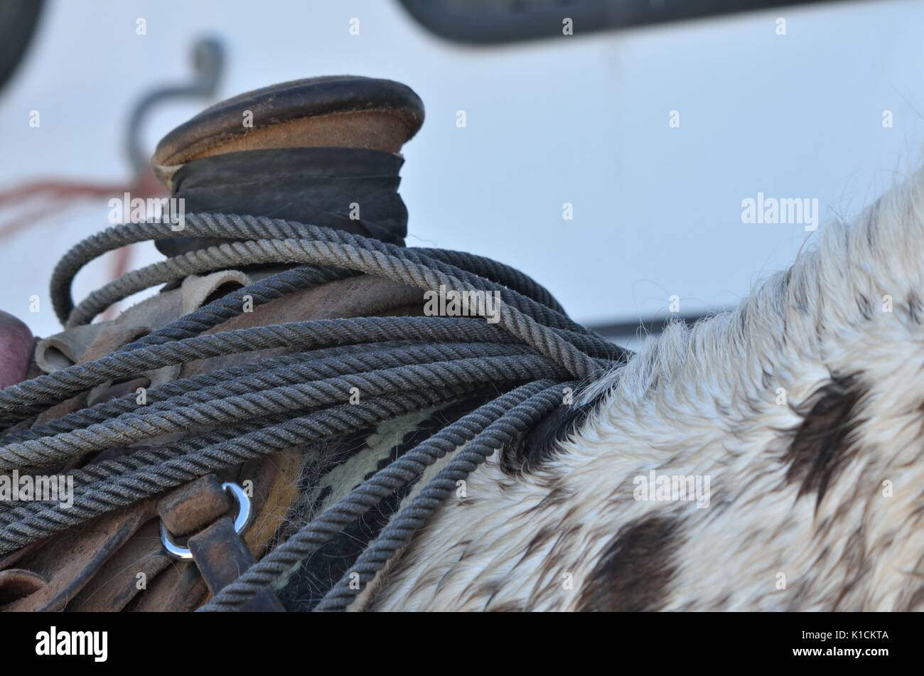 Saddle horn with wrapped lariat Stock Photo