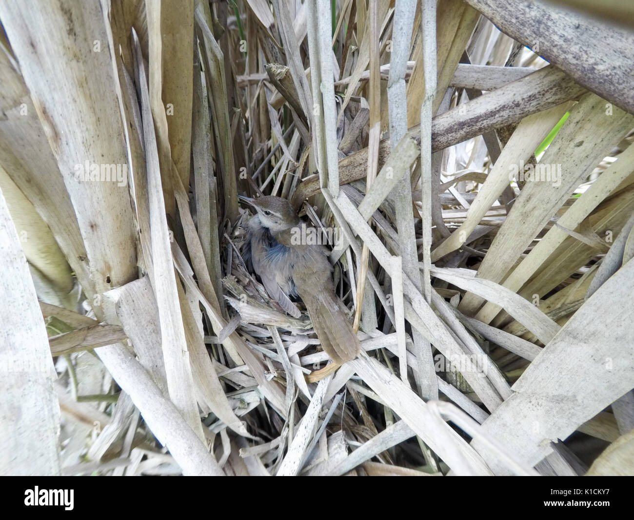 Locustella luscinioides. The nest of the Savi's Warbler in nature. Russia, the Ryazan region (Ryazanskaya oblast), the Pronsky District. Stock Photo