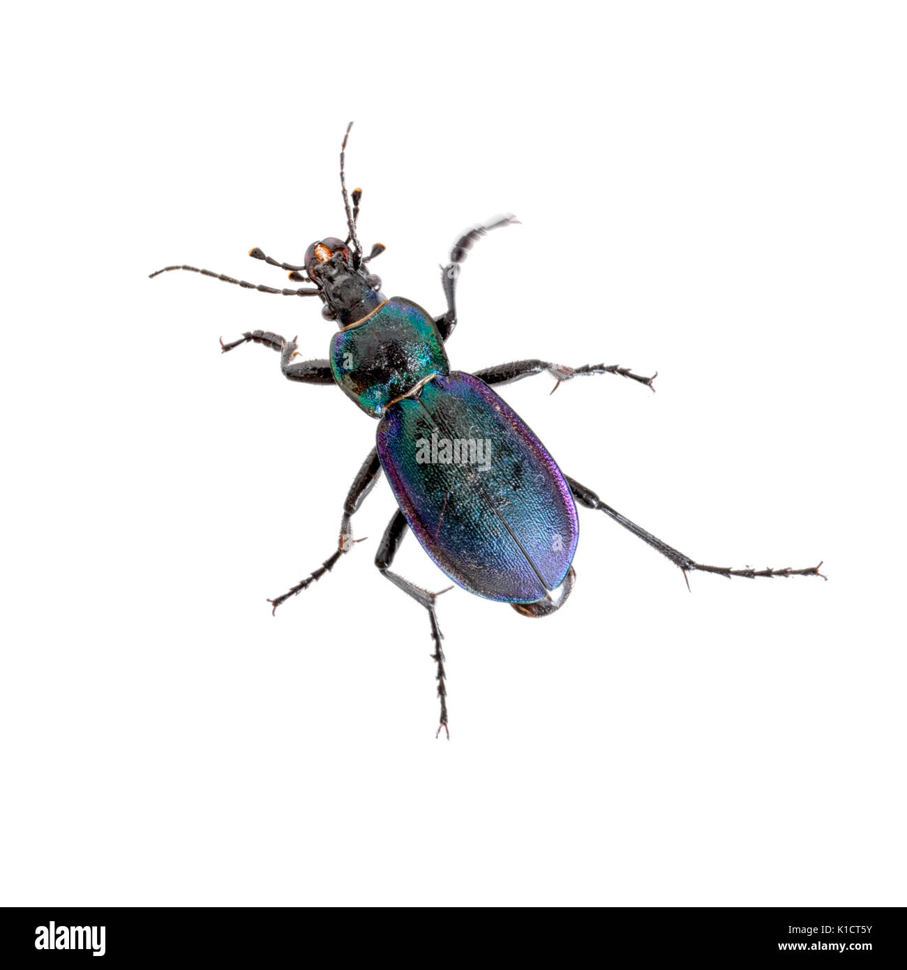 Purple and green iridescent beetle isolated on white. Violet ground beetle. Beautiful. Stock Photo