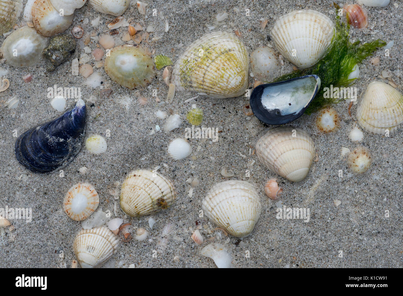 Limpets and Mussels Stock Photo