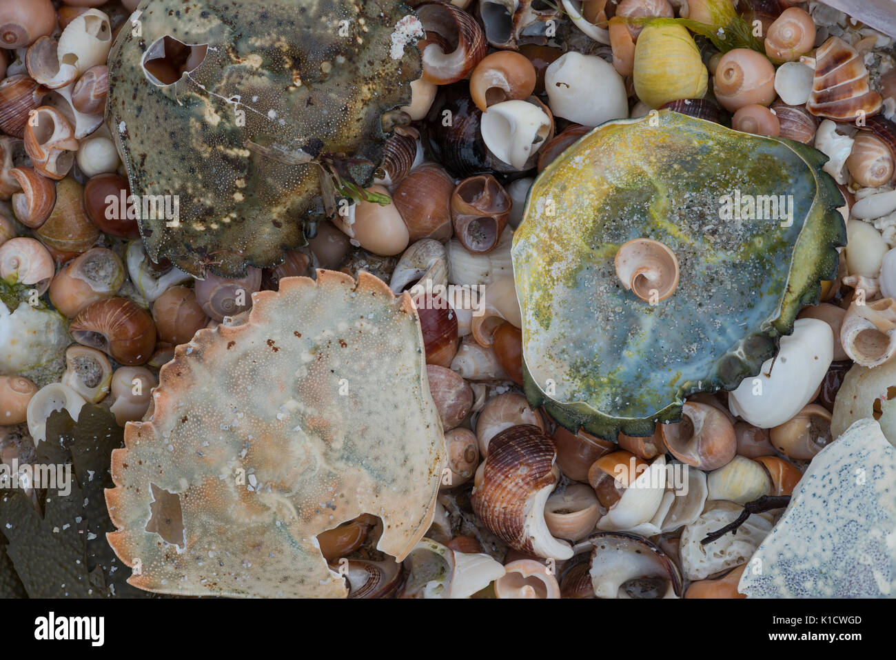 Crab Shell and Colourful Shells Stock Photo
