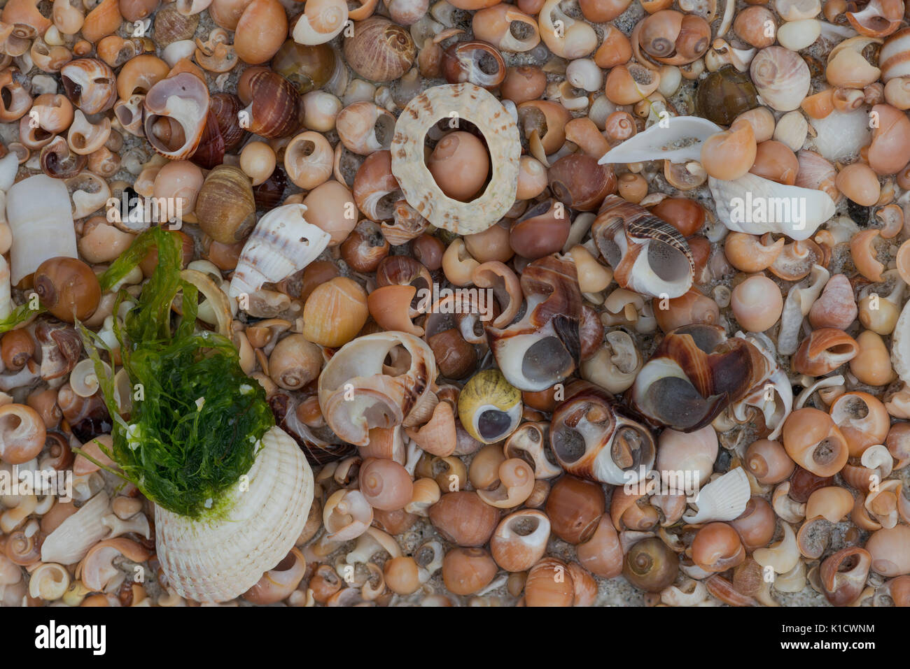 Colourful Shells, Outer Hebrides Stock Photo