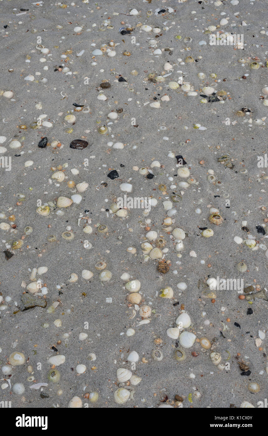 Cockles and Mussels Stock Photo Alamy
