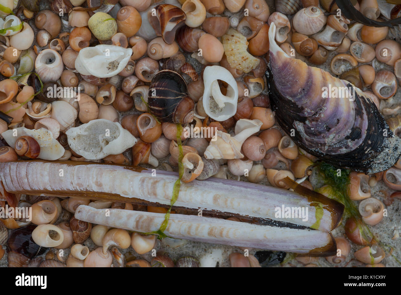 Colourful Shells, Outer Hebrides Stock Photo