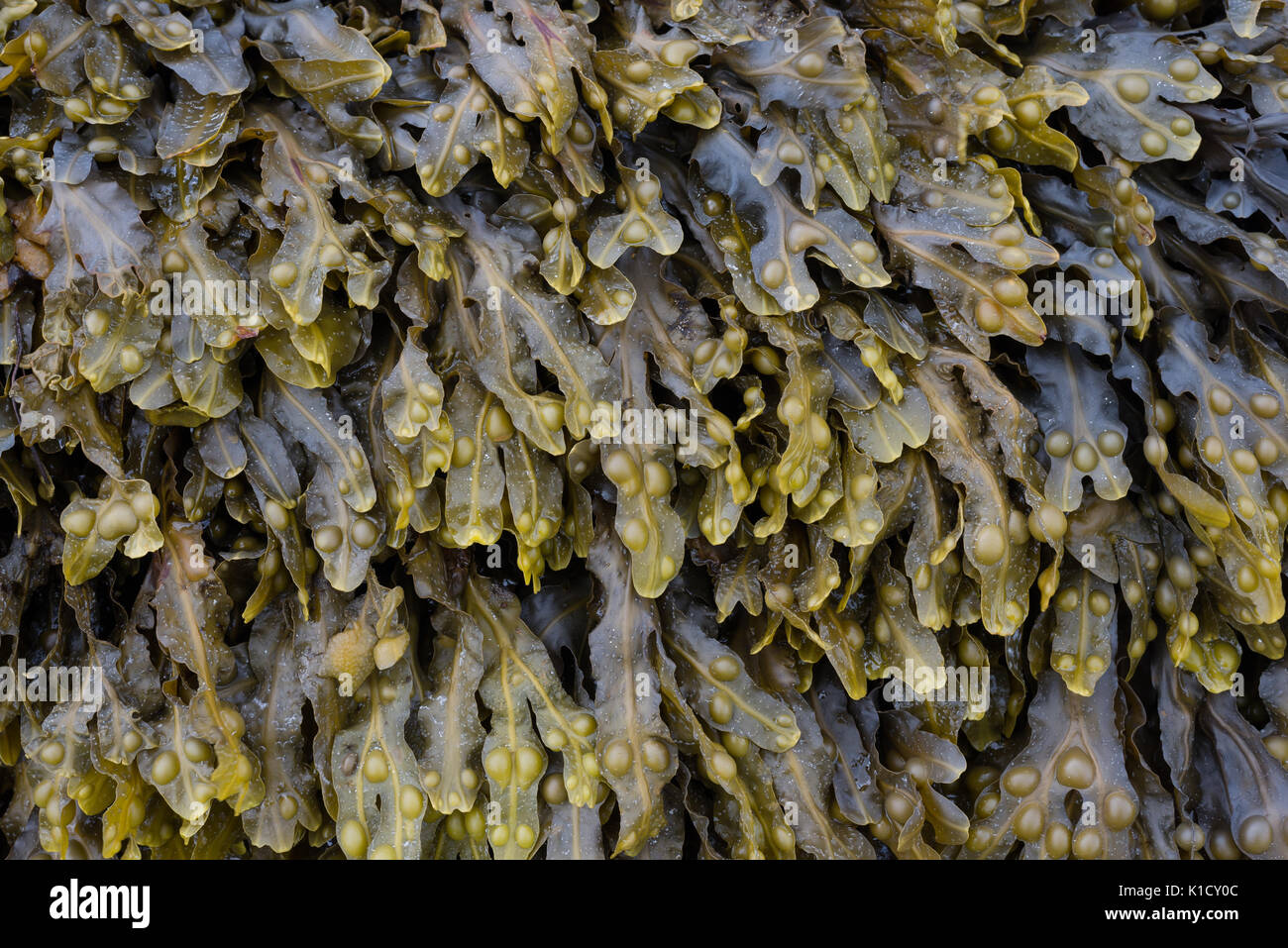 Bladder Wrack, Seaweed Stock Photo Alamy