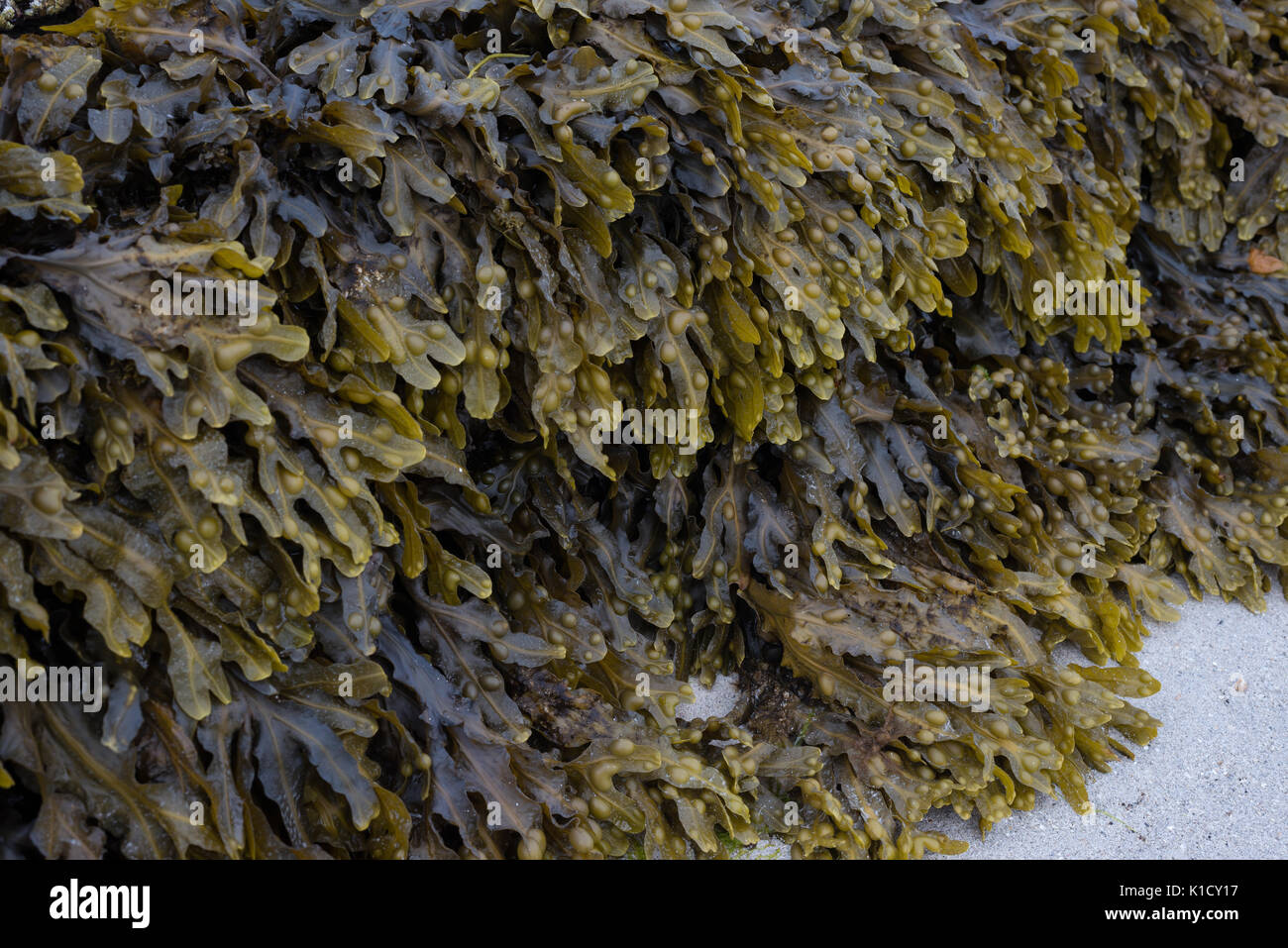 Bladder Wrack, Seaweed Stock Photo Alamy