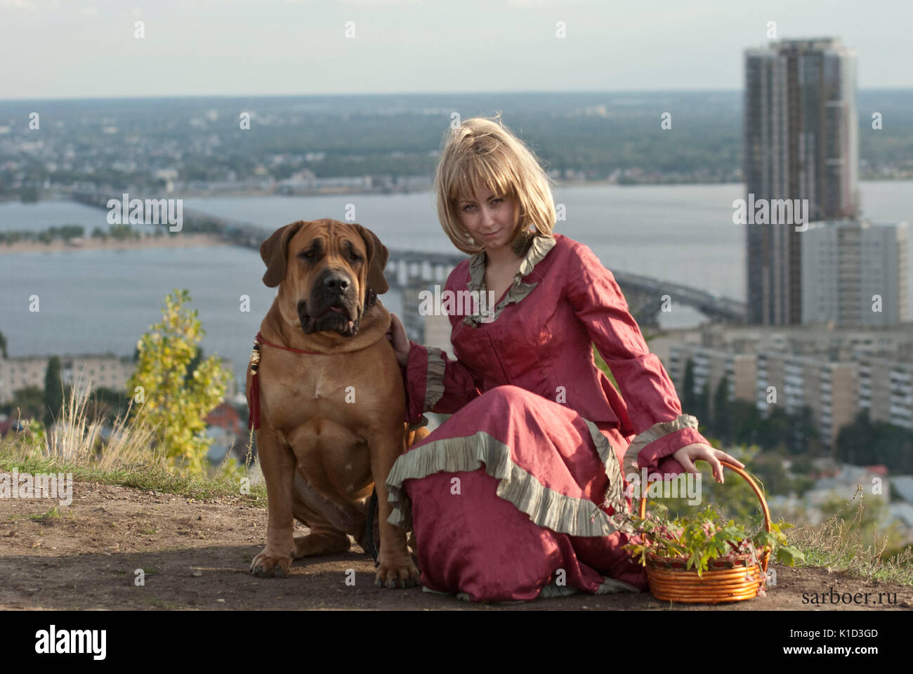 Large, strong dog Boerboel, yellow. African Mastiff. Stock Photo