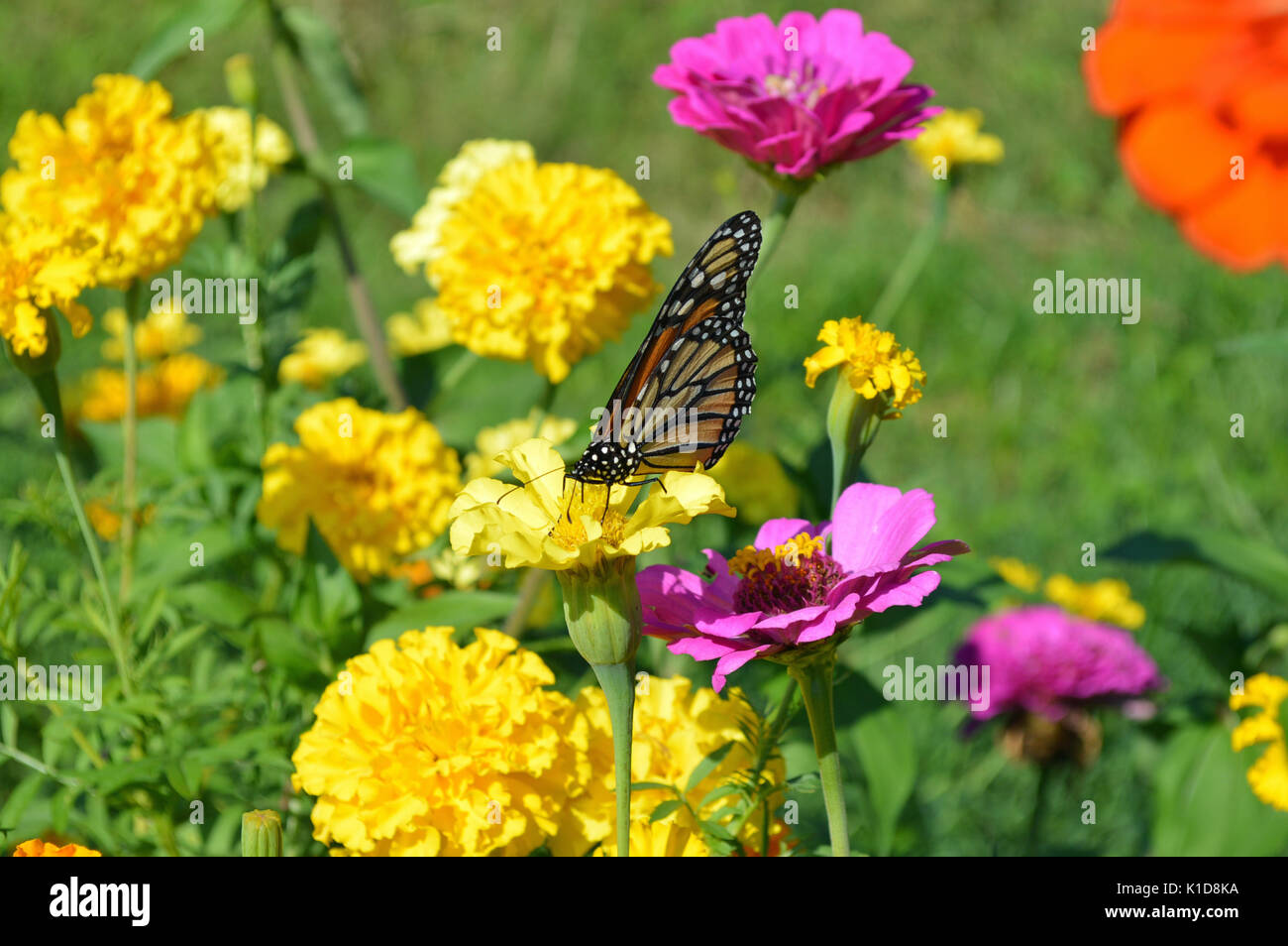 Wildflowers butterfly hi-res stock photography and images - Alamy