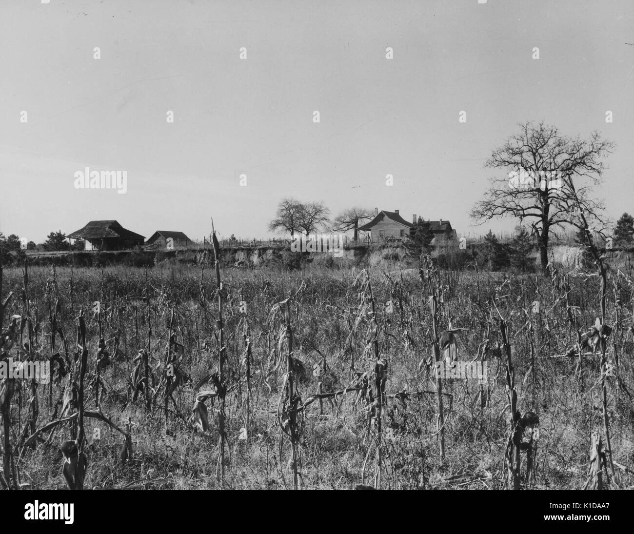 Wooden farm structures in the background, field with dried corn plants in the foreground, large tree at the upper right corner; Wayne County, North Carolina, 1936. From the New York Public Library. Stock Photo