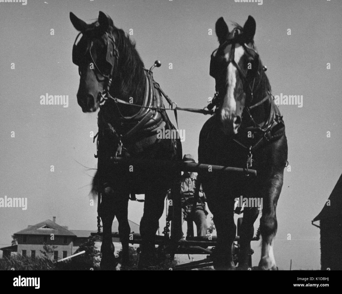 Team of two work horses hitched to a wagon, farm house visible in the background, low-angle view, Beltsville, Maryland, 1935. From the New York Public Library. Stock Photo