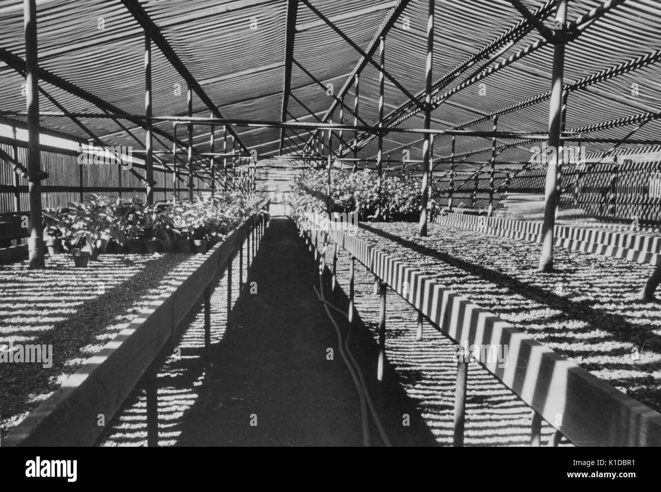 Rows of planters in a greenhouse at the United States Department of Agriculture experimental farm, Beltsville, Maryland, 1935. From the New York Public Library. Stock Photo