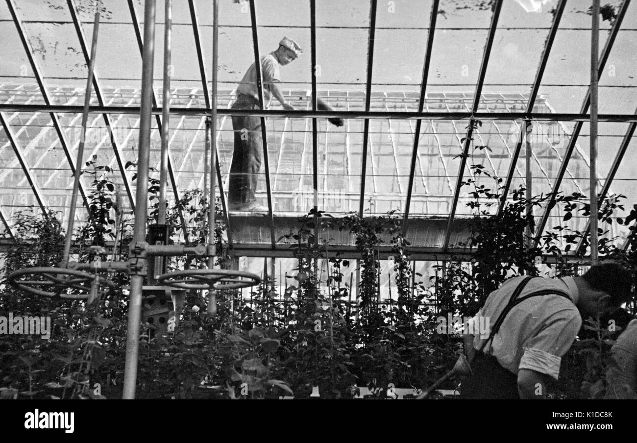 Workers budding a rose while another worker cleans the ceiling of an