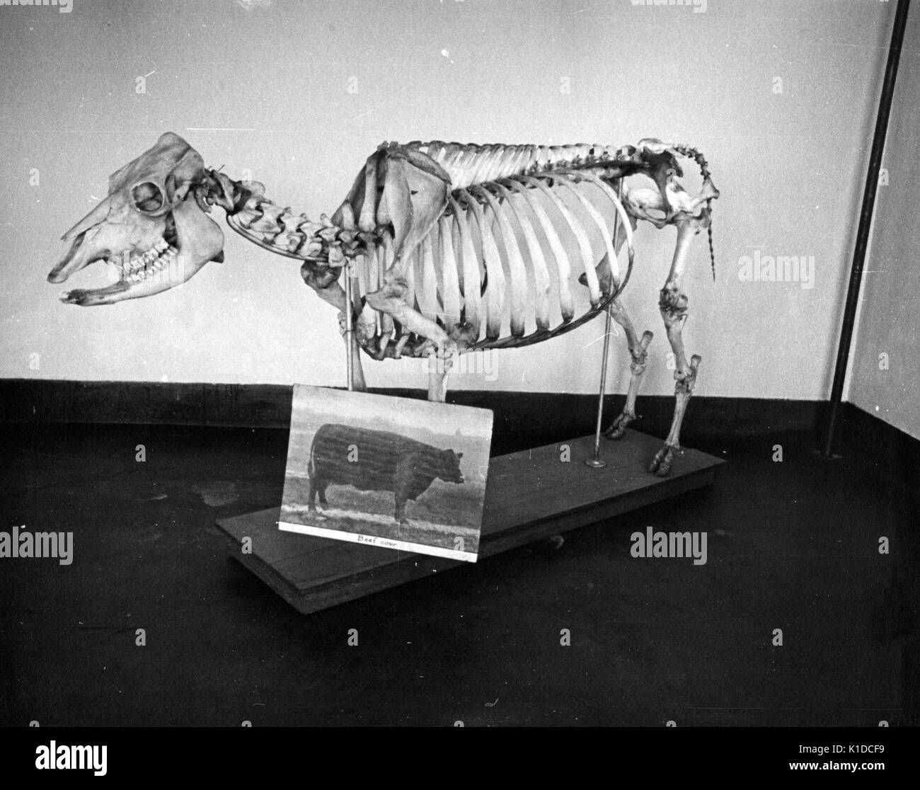 Skeleton of beef cow developed at the experimental farm of the USDA, Prince Georges County, Beltsville, Maryland, 1935. From the New York Public Library. Stock Photo