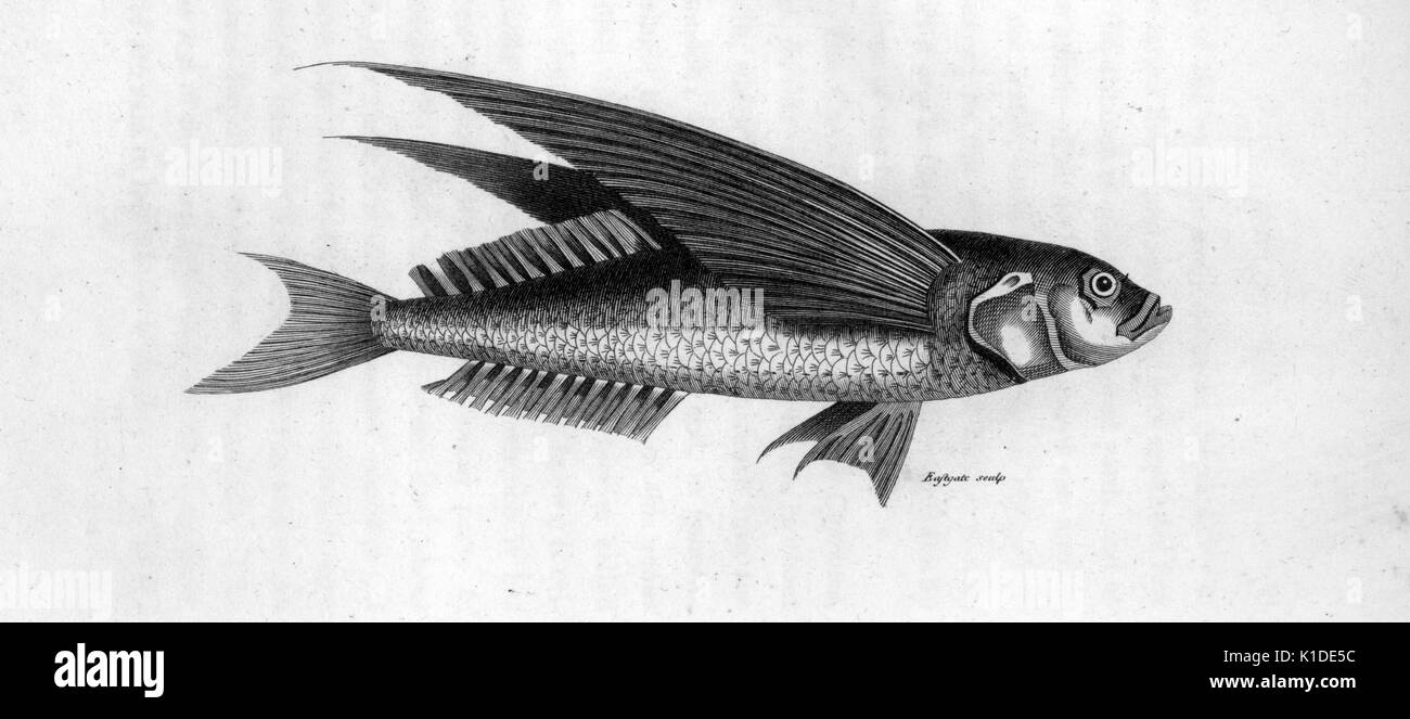 Engraving from an illustration of an oceanic flying fish, 1809. From the New York Public Library. Stock Photo