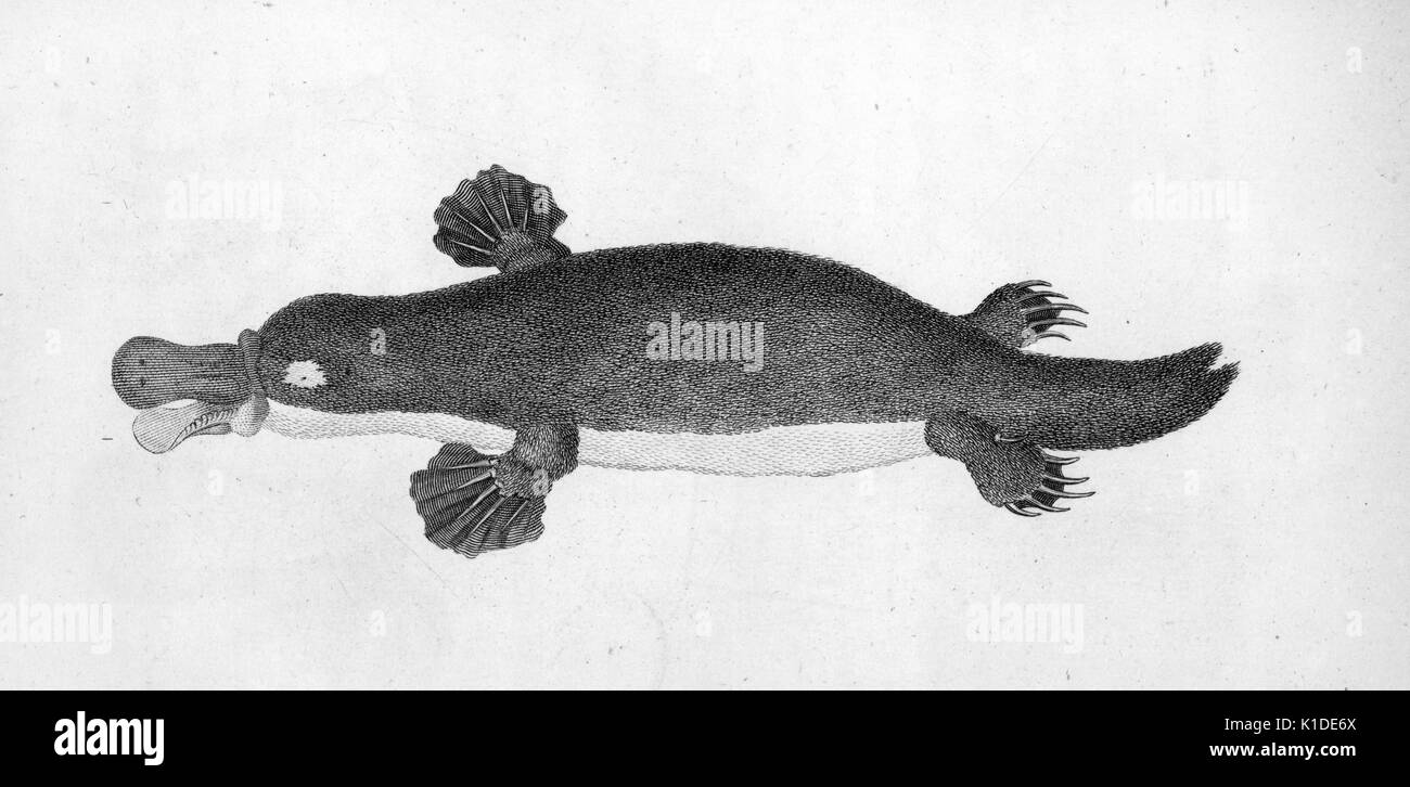 An etching from a biological specimen of a duck-billed platypus, based upon the first illustration of the animal by George Shaw, 1809. From the New York Public Library. Stock Photo