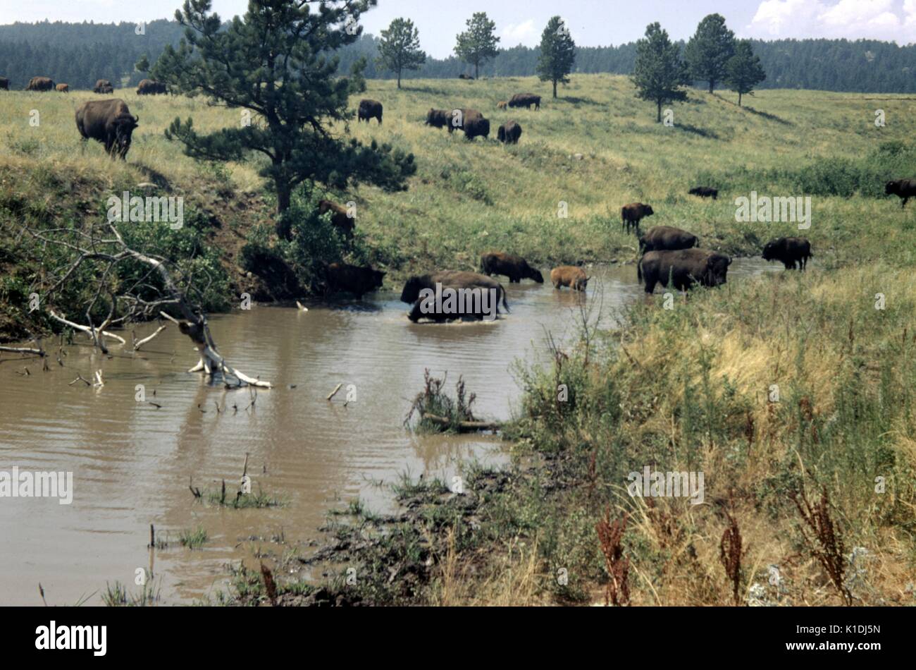 A herd of buffalo congregate and graze, in and around a watering hole, both adults and juveniles can be seen, mountains visible in the distance, Wyoming, 1975. Stock Photo