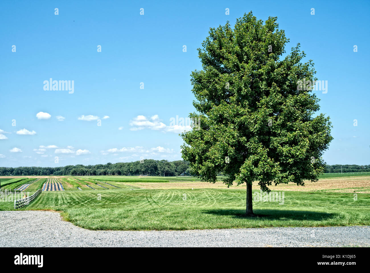 New Jersey, Cranbury.  Large Tree on Open Farmland. Stock Photo