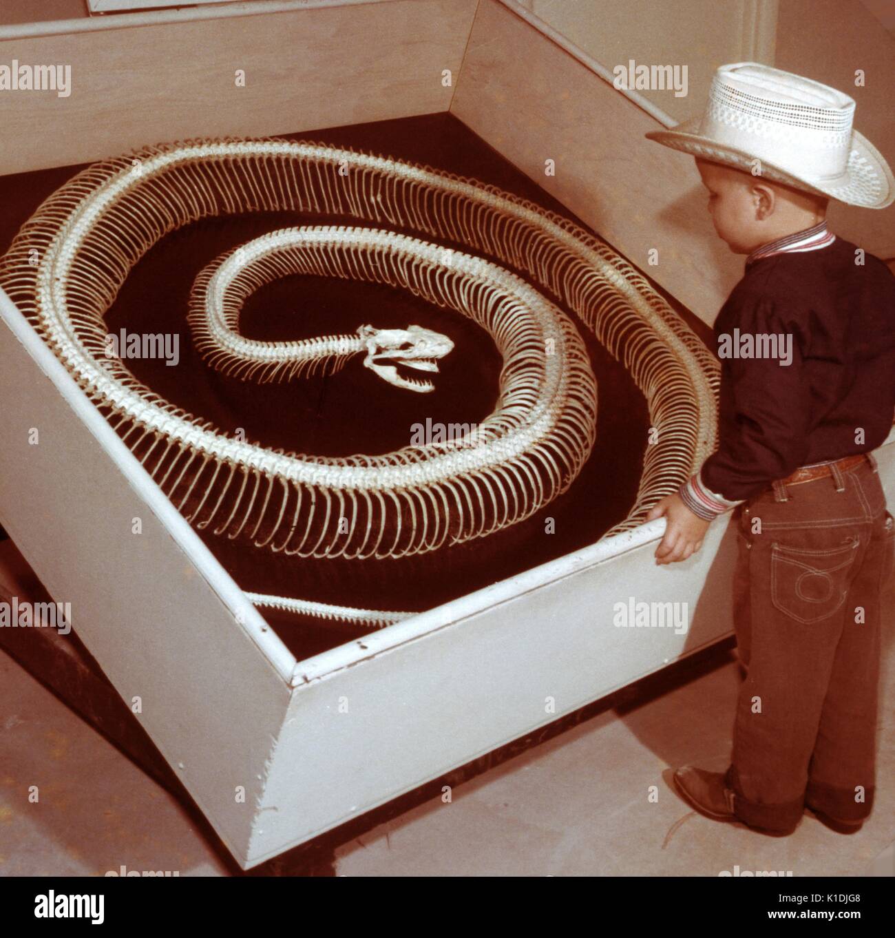 Child wearing a cowboy hat looking at a giant snake skeleton at the Reptile Gardens Wild Animal Park, South Dakota, 1975. Stock Photo