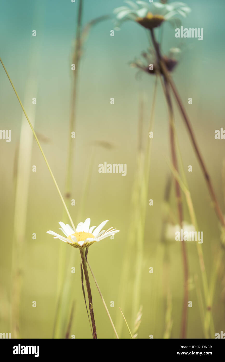 Vintage Daisies and Grasses Stock Photo