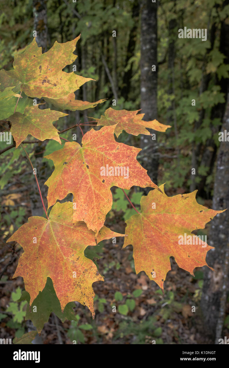 Early fall foliage leaves of sugar maple hi-res stock photography and ...