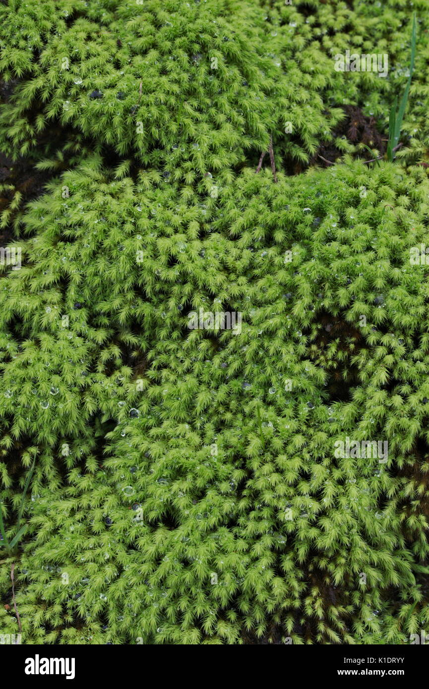 Sagina subulata ‘Aurea’ or Scotch moss, lush and green with water drops after rain. Stock Photo