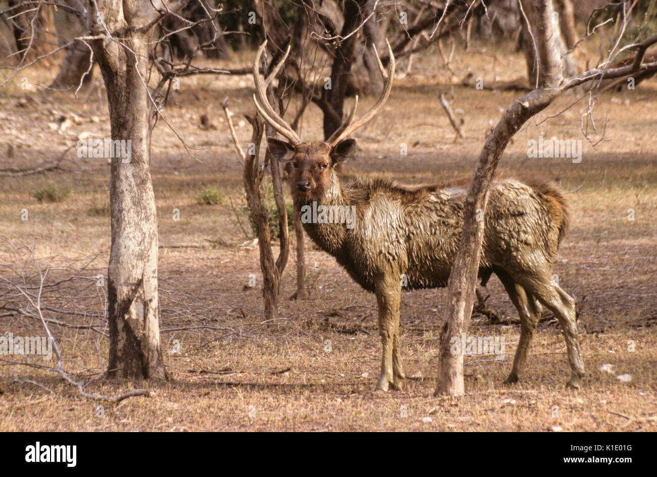 Sambar Deer Stag Hi-res Stock Photography And Images - Alamy