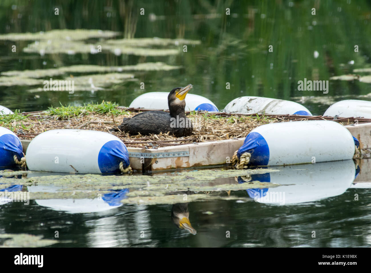 Bourne, Lincolnshire, UK. 26th August, 2017. Warm for large