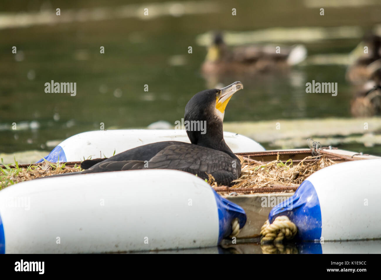 Bourne, Lincolnshire, UK. 26th August, 2017. Warm for large
