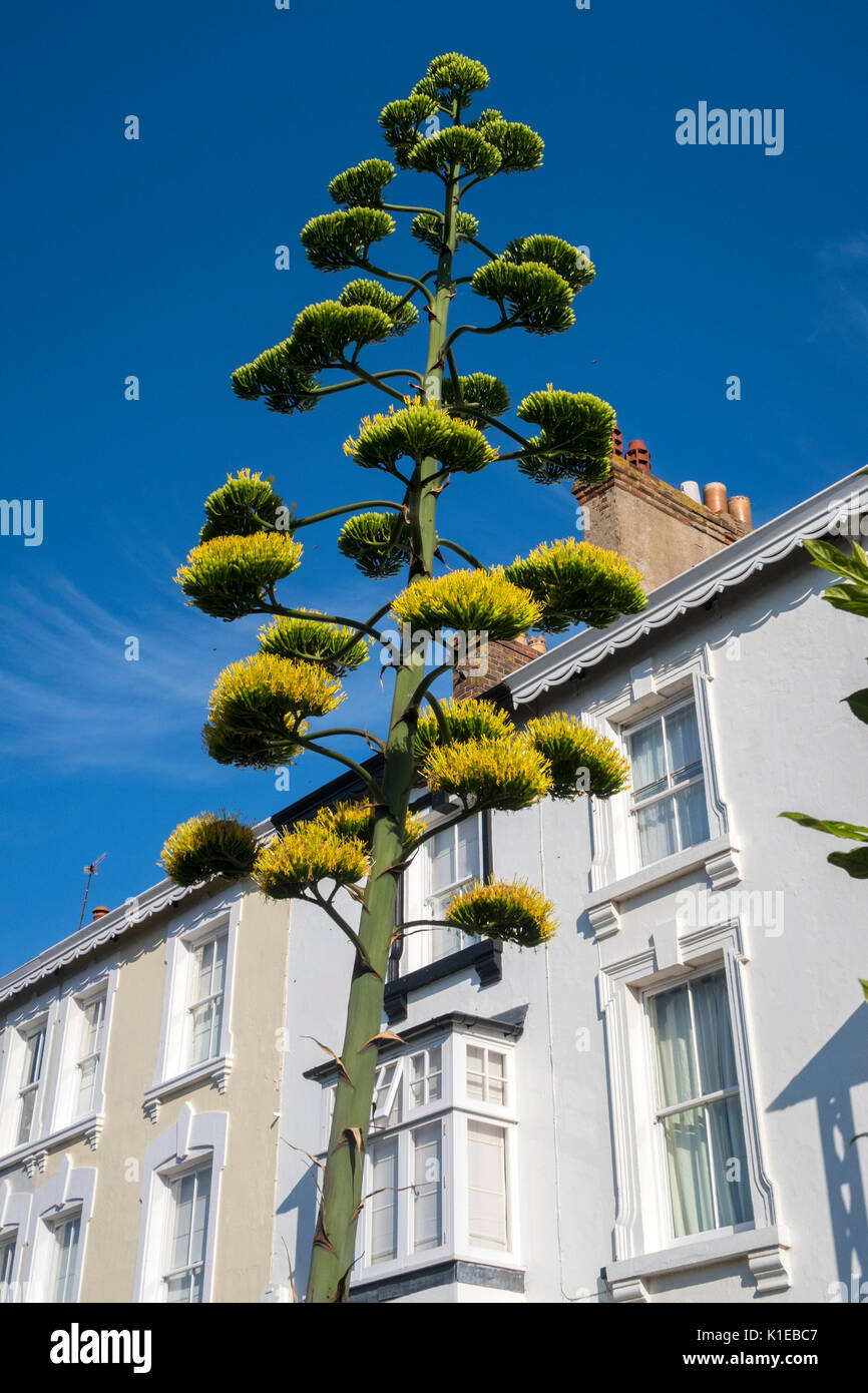 A rare Mexican cactus 'Agave Americana' has grown to 30 feet within 10 weeks in a Devon street. Having lain dormant for years, the plant erupted in June, and now sits at rooftop height of the 3 storey house in Sidmouth. Known as the century plant due to it's more usual dormancy, flowering specimens are exceedingly rare in the UK. Stock Photo