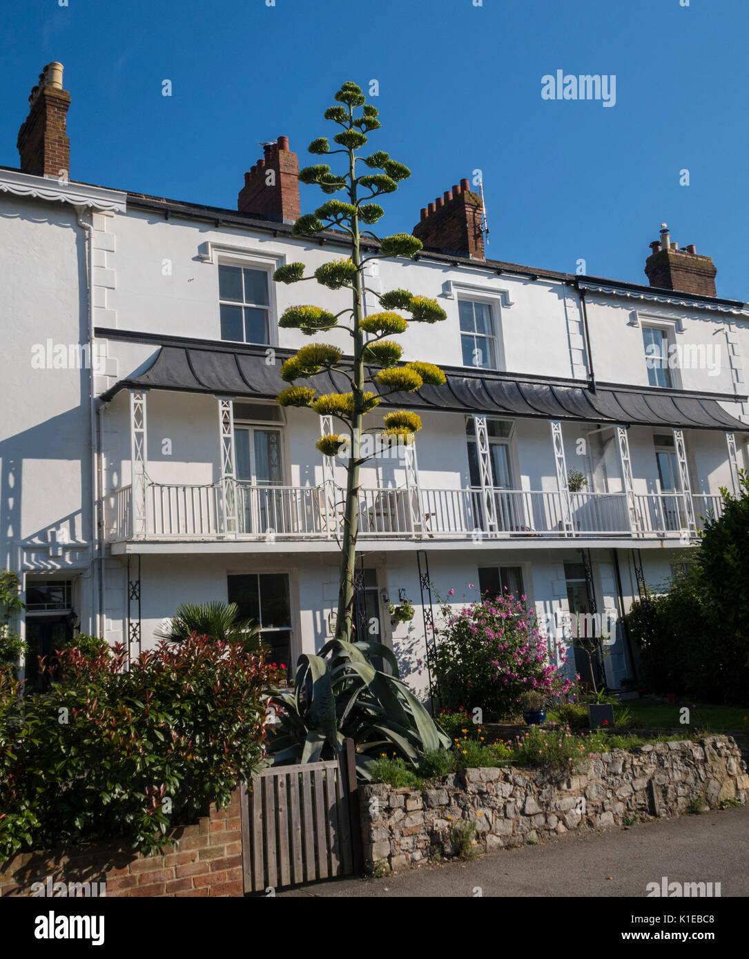 A rare Mexican cactus 'Agave Americana' has grown to 30 feet within 10 weeks in a Devon street. Having lain dormant for years, the plant erupted in June, and now sits at rooftop height of the 3 storey house in Sidmouth. Known as the century plant due to it's more usual dormancy, flowering specimens are exceedingly rare in the UK. Stock Photo