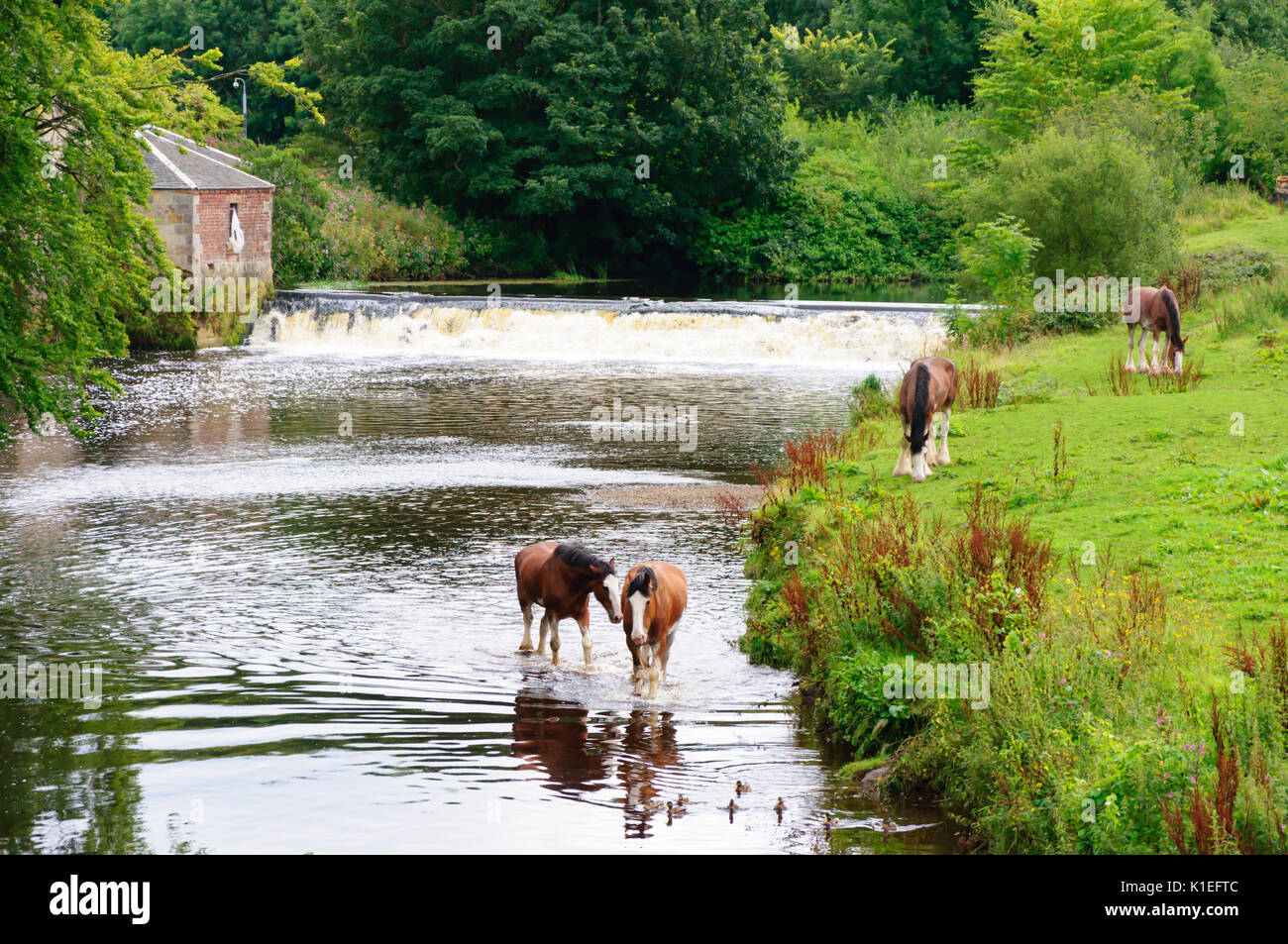 Clydesdale horse pollok park hires stock photography and images Alamy