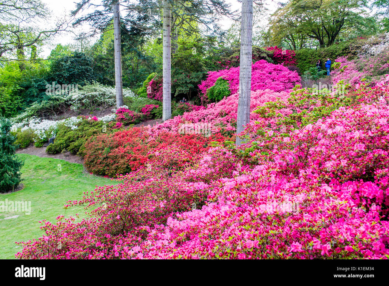 Flower meadow at the Virginia Water gardens in Surrey England Stock Photo Alamy