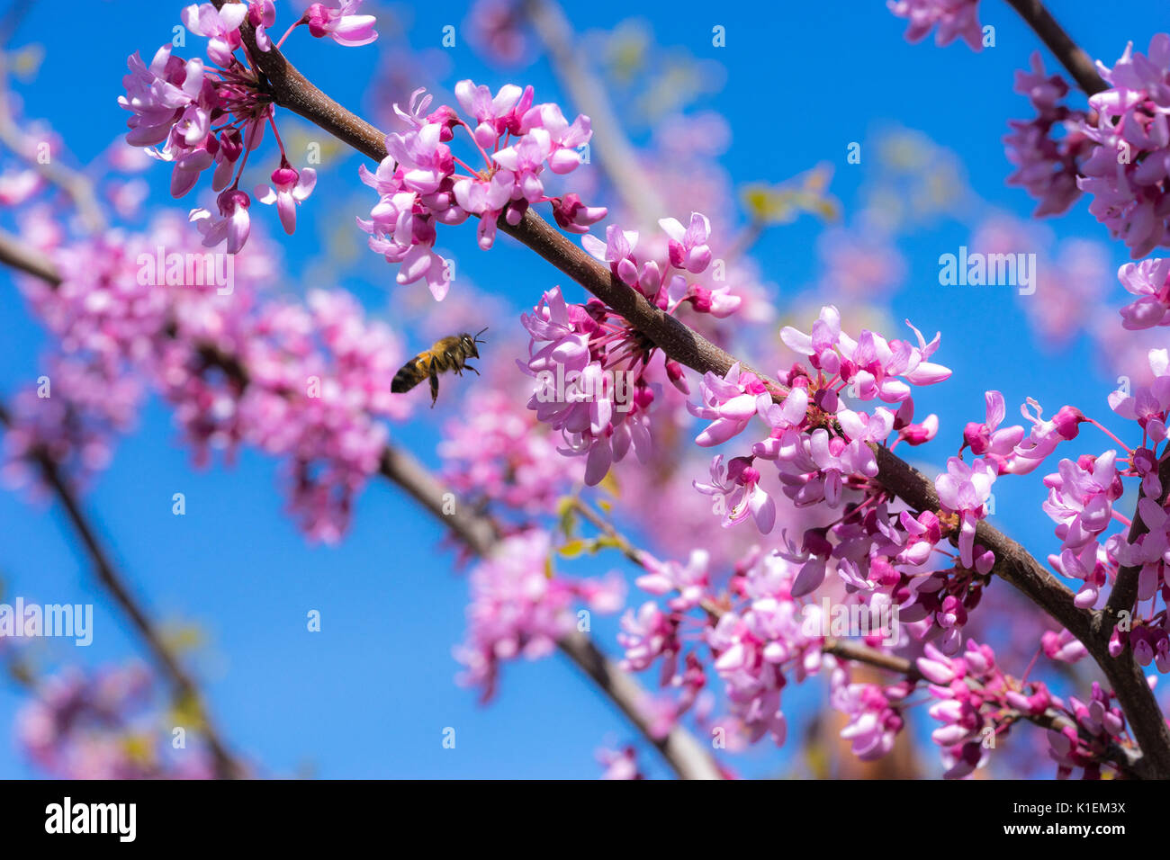 Spring harvesting hi-res stock photography and images - Alamy