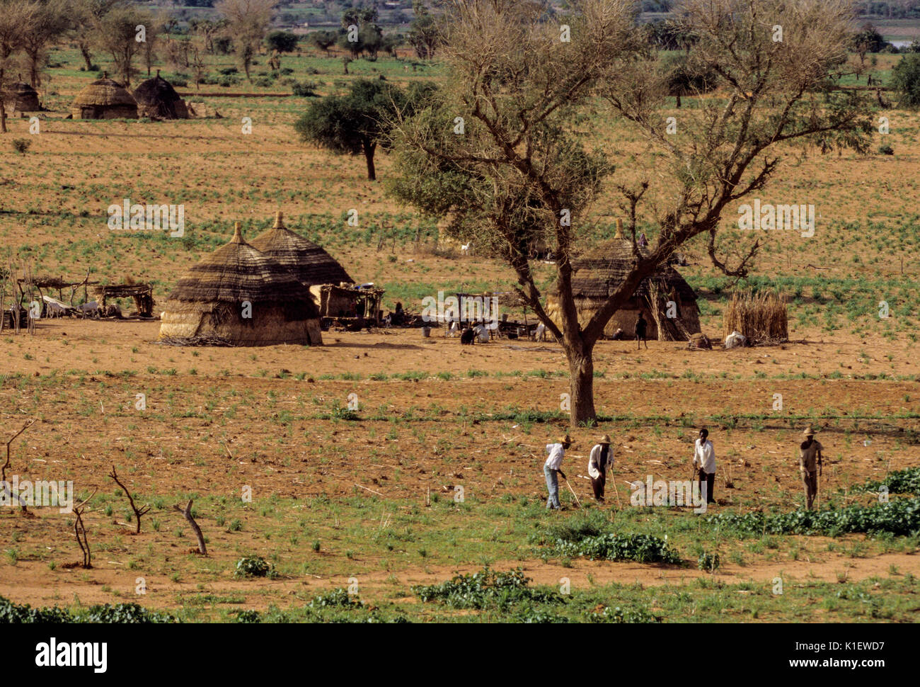 Niger, West Africa.  Fulani Hamlet near the Niger River.  Men Hoeing Field of Vegetables in Late Afternoon. Stock Photo