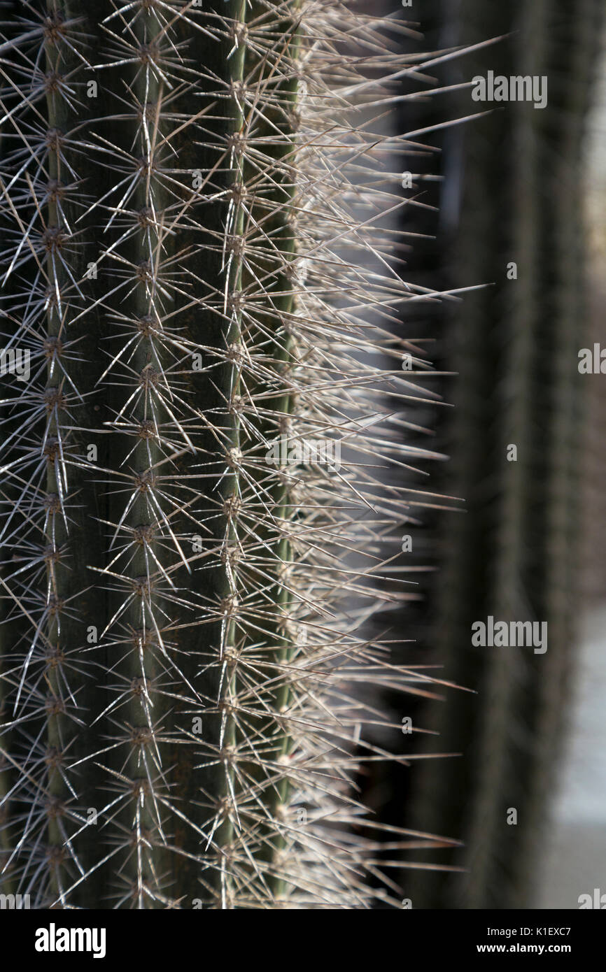 Kralendijk, Bonaire, Leeward Antilles.  Cactus Spines. Stock Photo